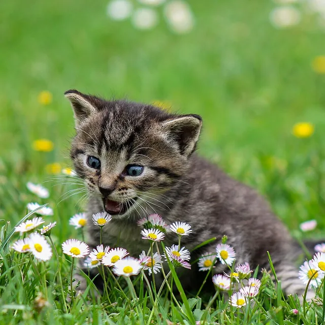 Filhote de gato rajado sentado entre margaridas