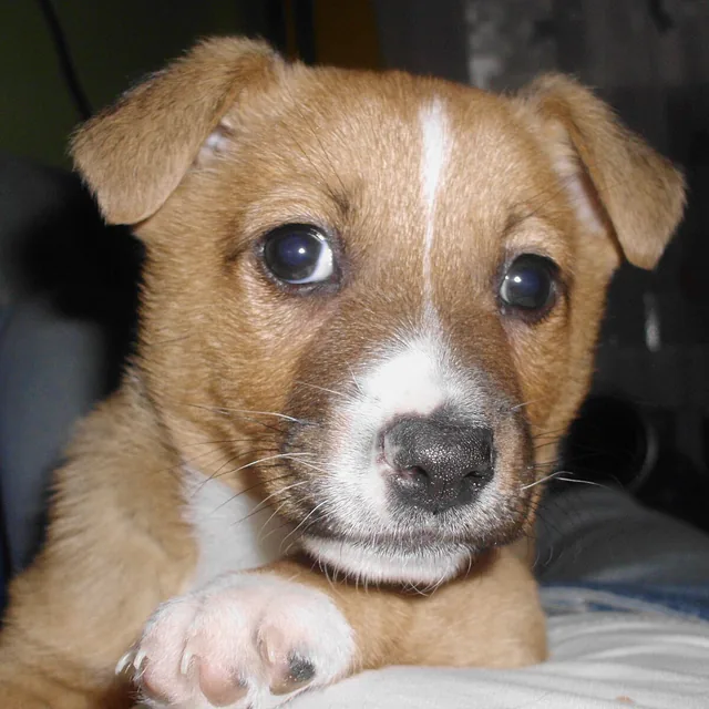 Filhote de cão marrom e branco apoiado nas patas dianteiras