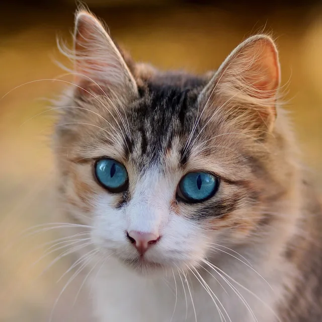 Gata rajada de olhos azuis, de frente