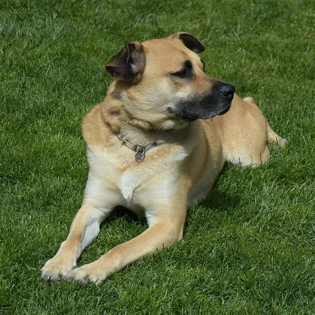 Cão caramelo de porte grande deitado na grama
